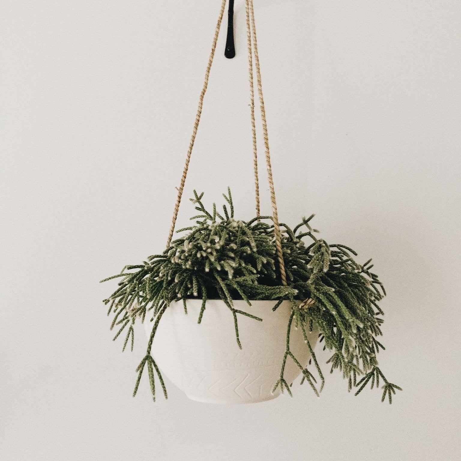Handmade carved ceramic hanging planter with trailing greenery
