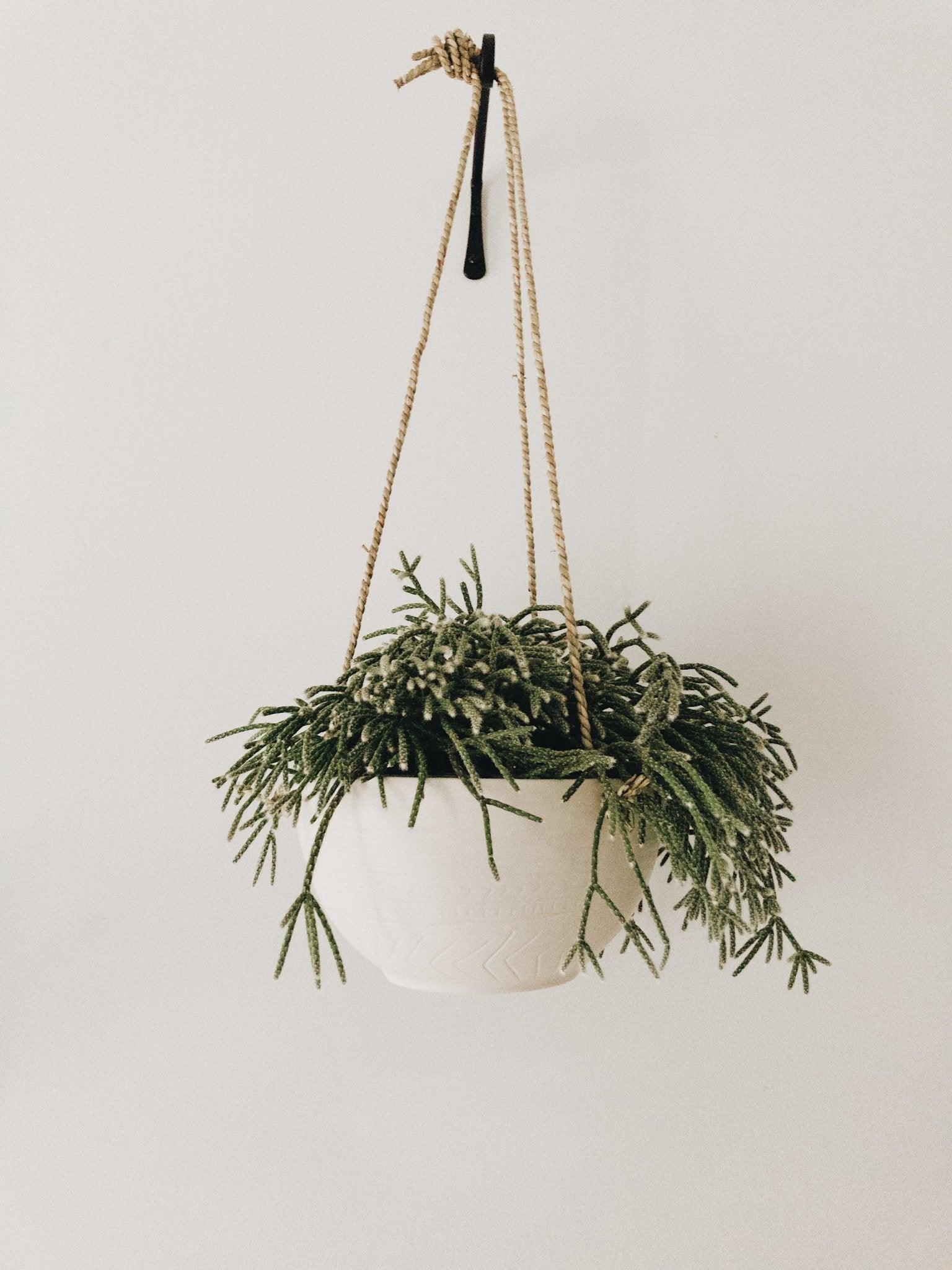 Handmade carved ceramic hanging planter with trailing greenery