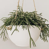 Handmade carved ceramic hanging planter with rope for trailing plants