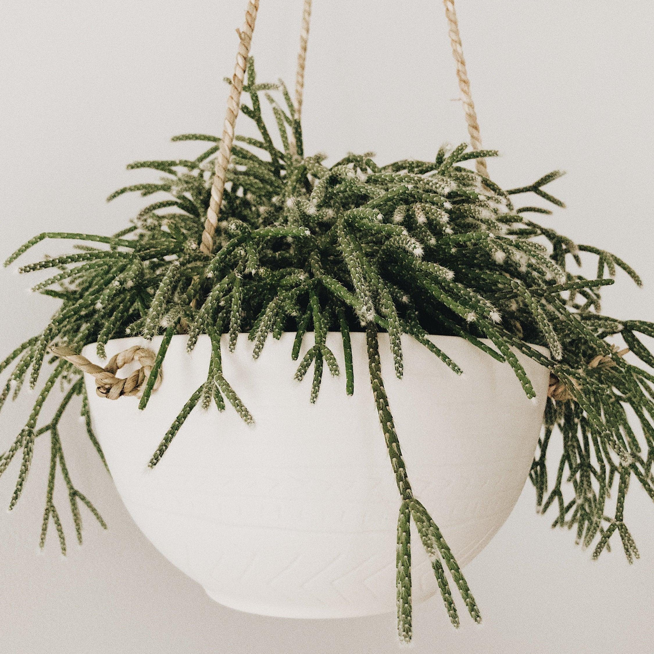 Handmade carved ceramic hanging planter with rope for trailing plants