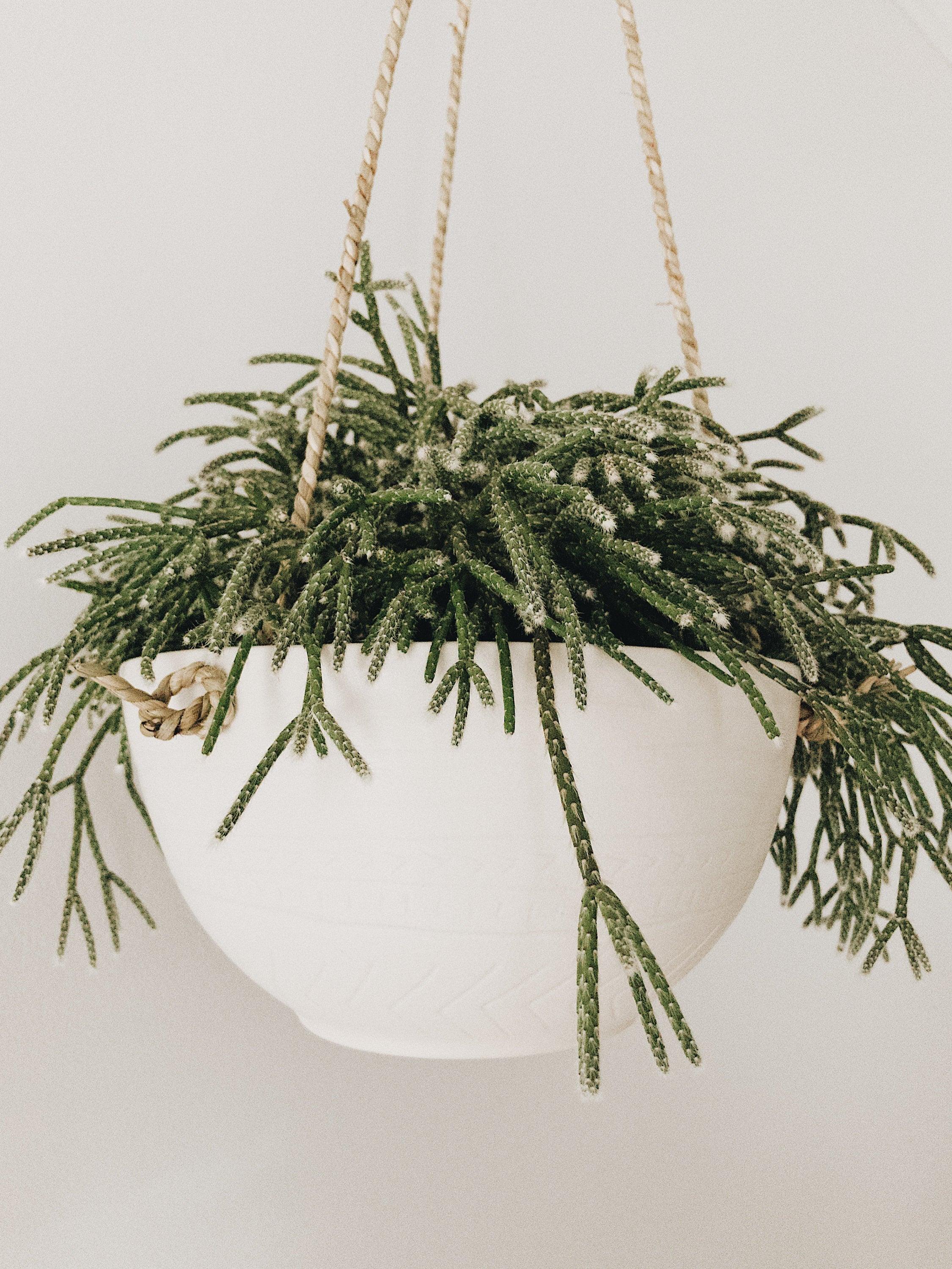 Handmade carved ceramic hanging planter with rope for trailing plants