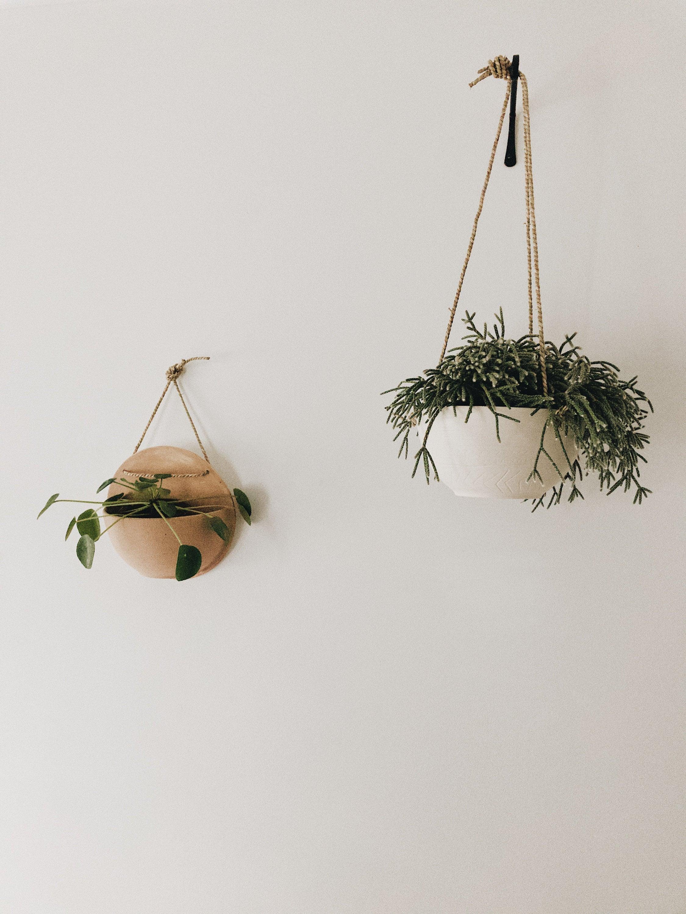 Handmade carved ceramic hanging planter with rope for trailing plants