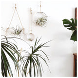 Handmade porcelain half-moon wall planter with watercolor glaze stripe holding an air plant by Muddy Heart